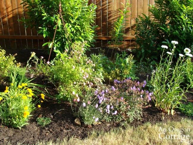 weed-free flower bed-far back border with mulch