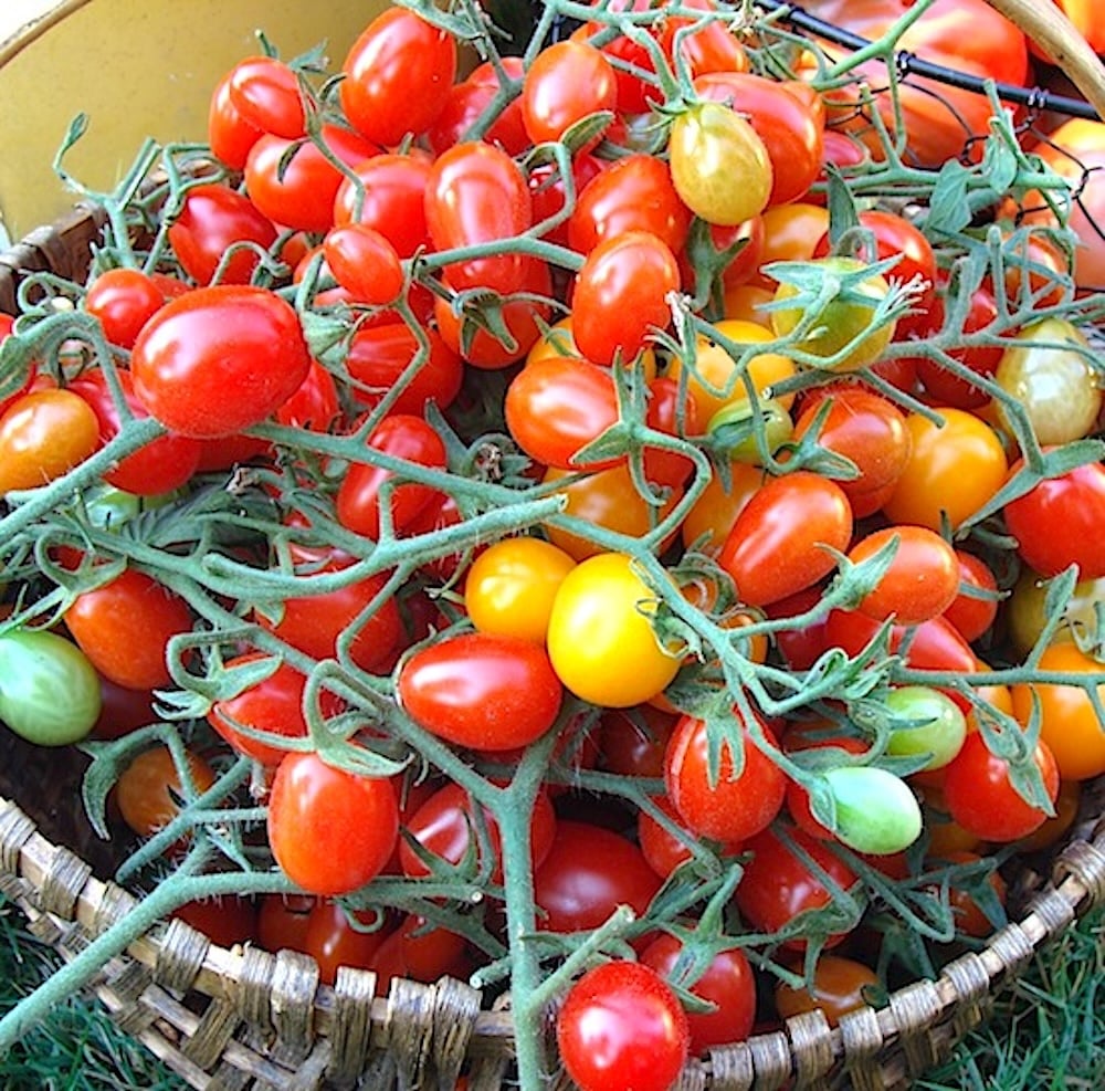 basket of grape tomatoes