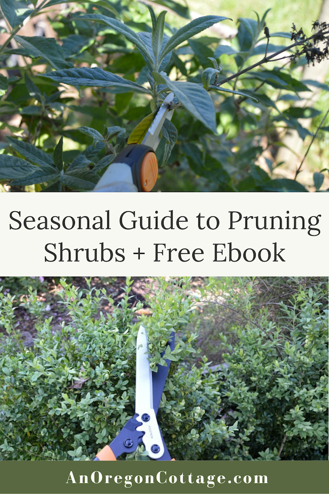 How To Prune Shrubs With Confidence (+ Free Ebook) - An Oregon Cottage