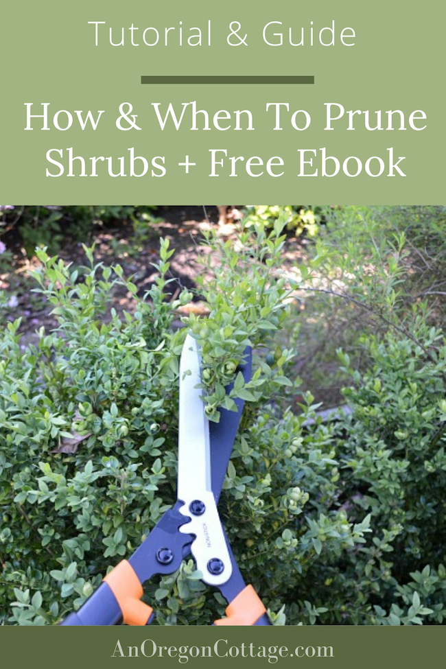 How To Prune Shrubs With Confidence (+ Free Ebook) - An Oregon Cottage