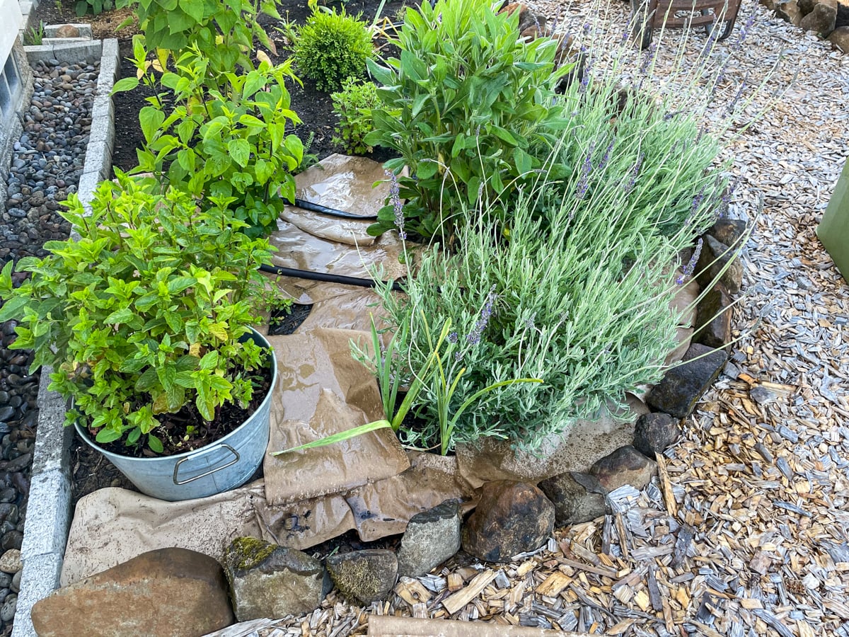 adding paper to garden flower bed