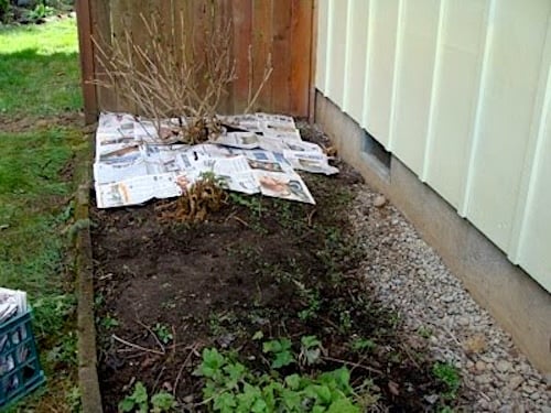 layering paper on garden bed around plants