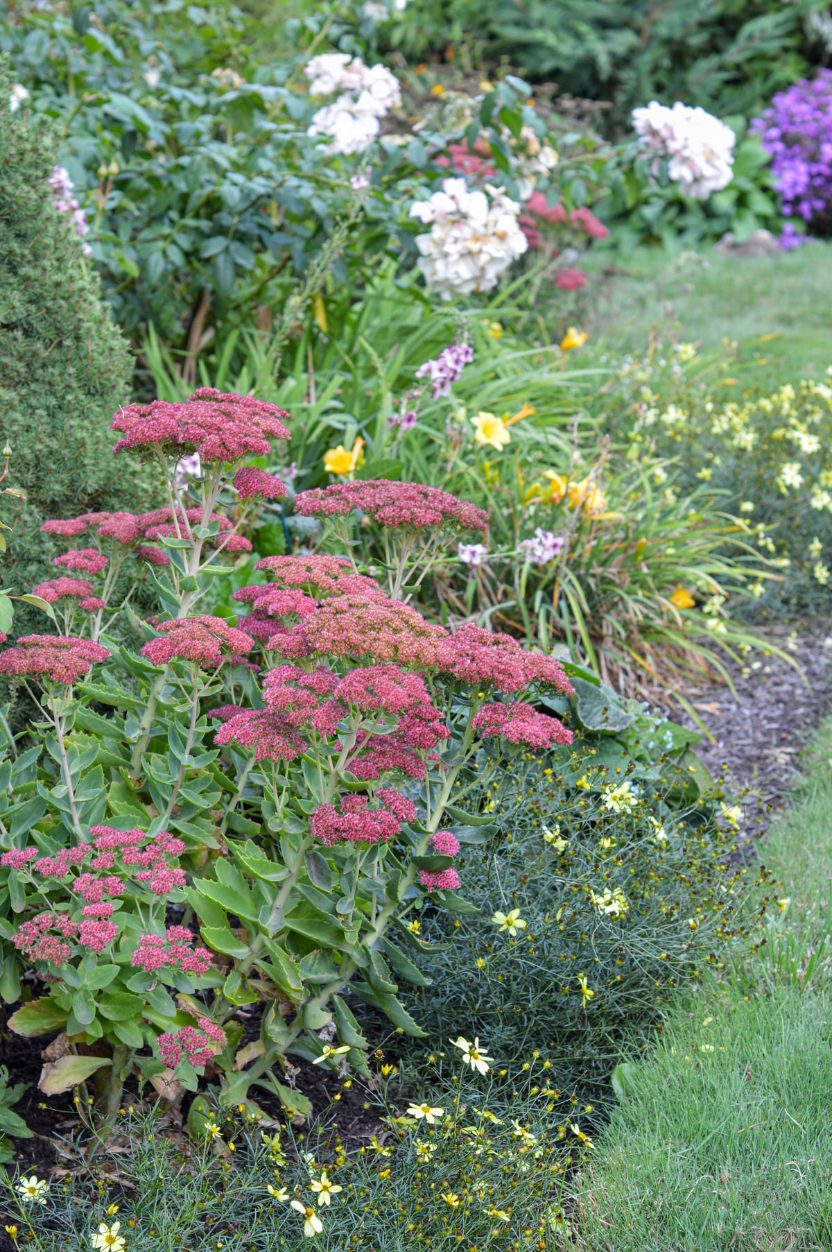 flower border with natural weed control