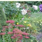 natural weed control Pinterest pin