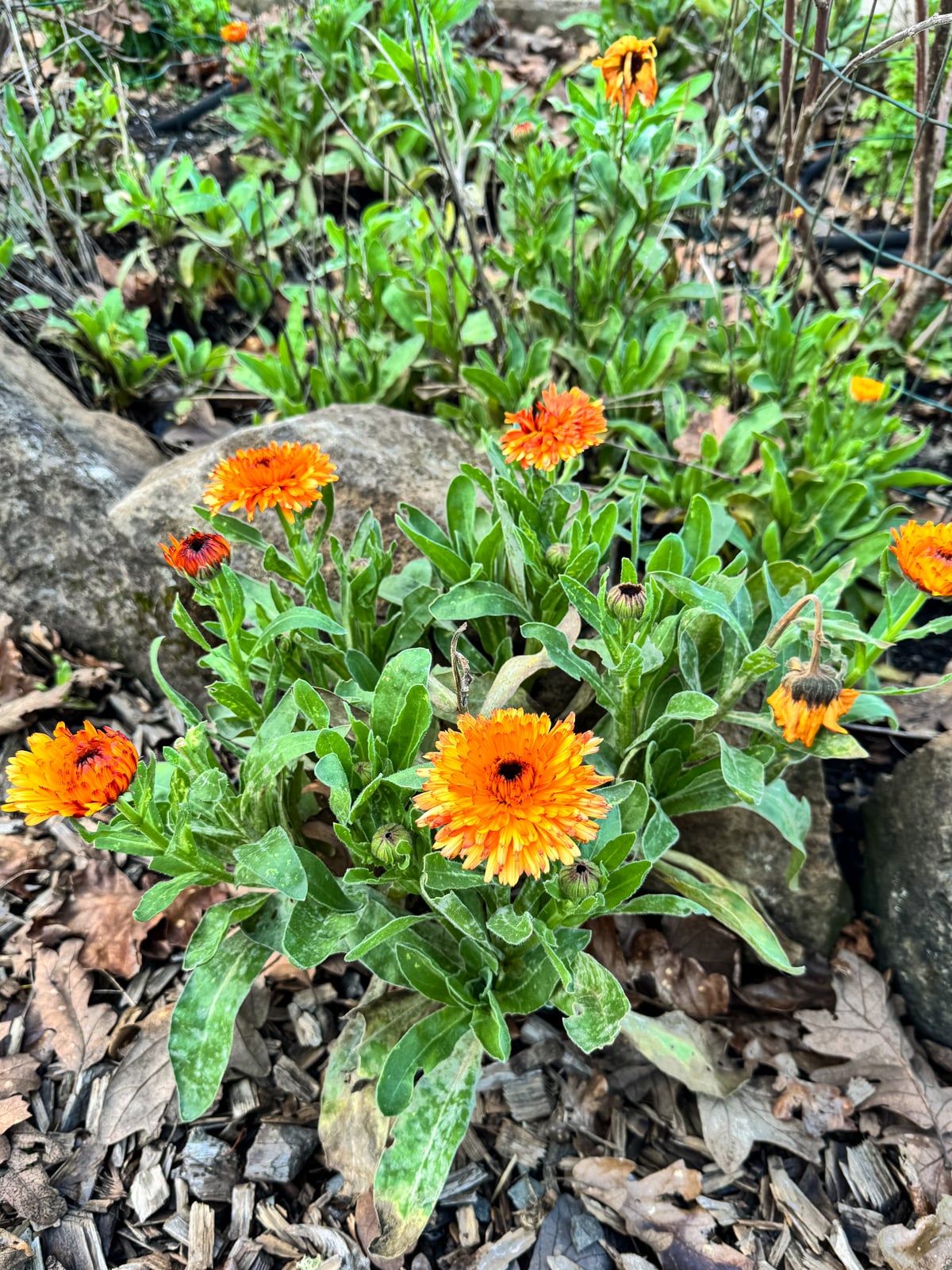 calendula blooming in January