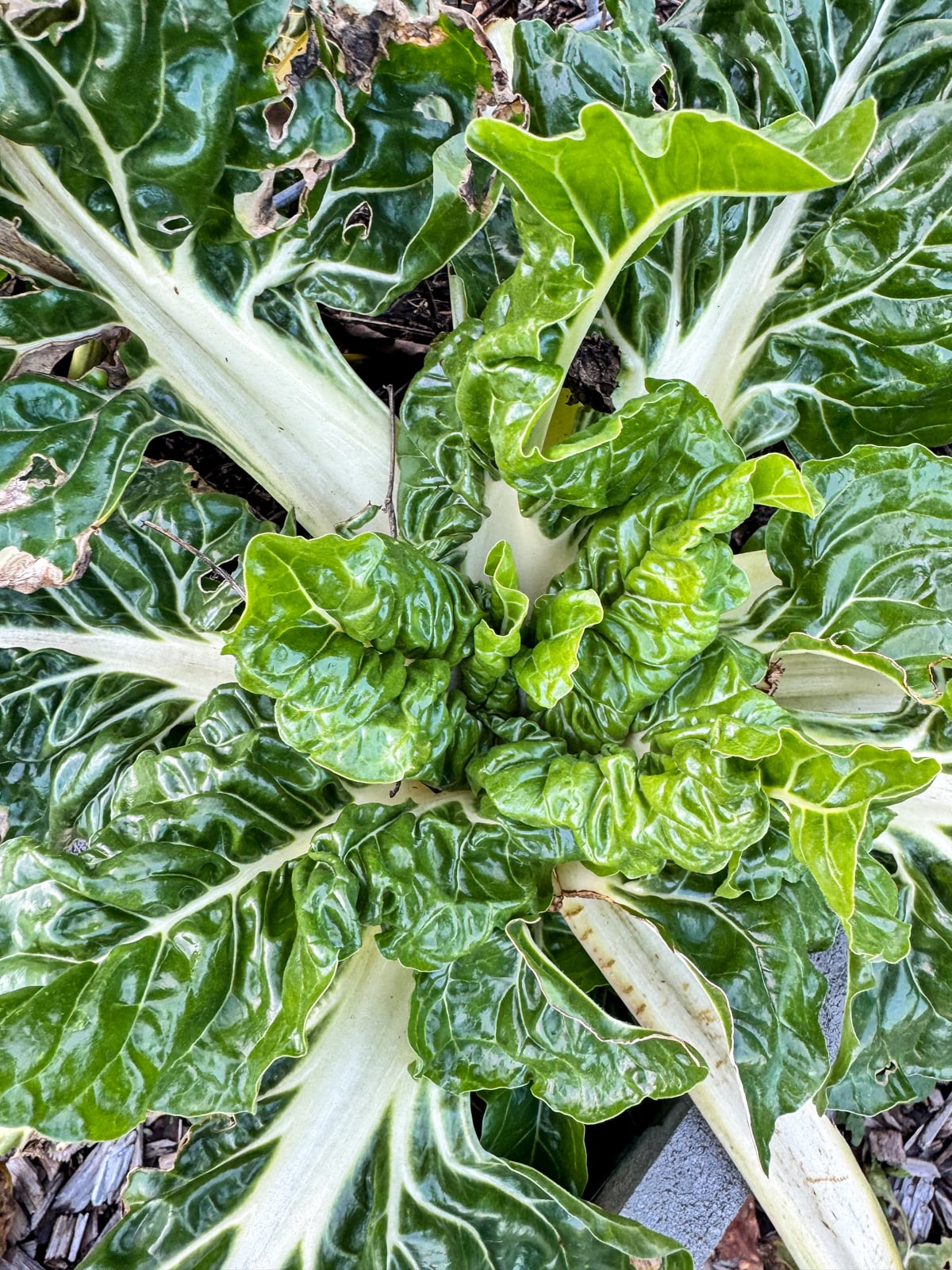 chard growing in January