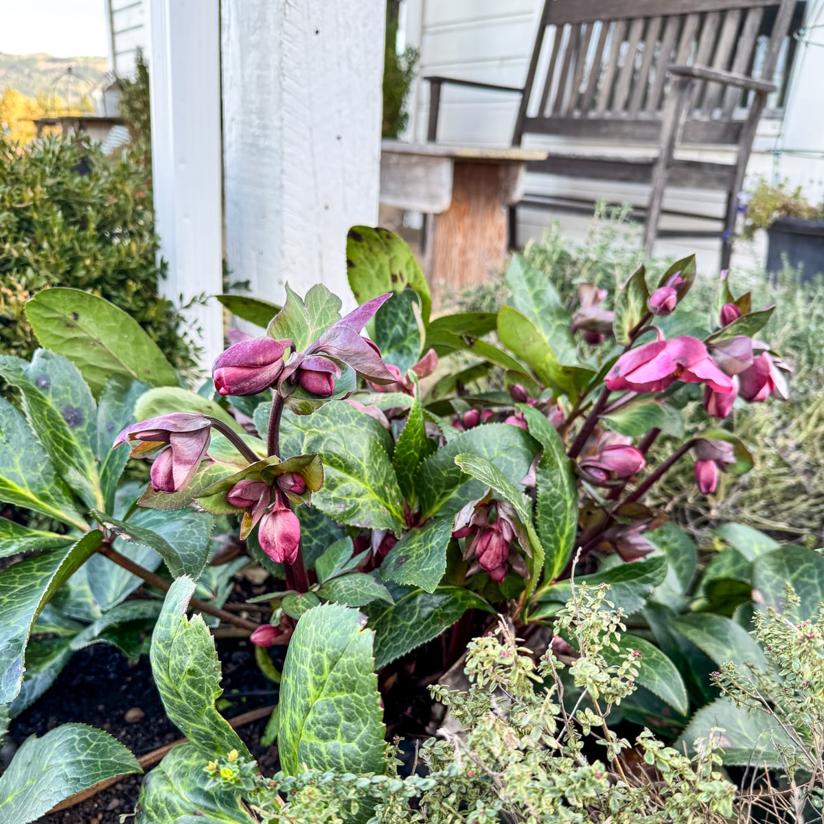 hellebore blooming in January