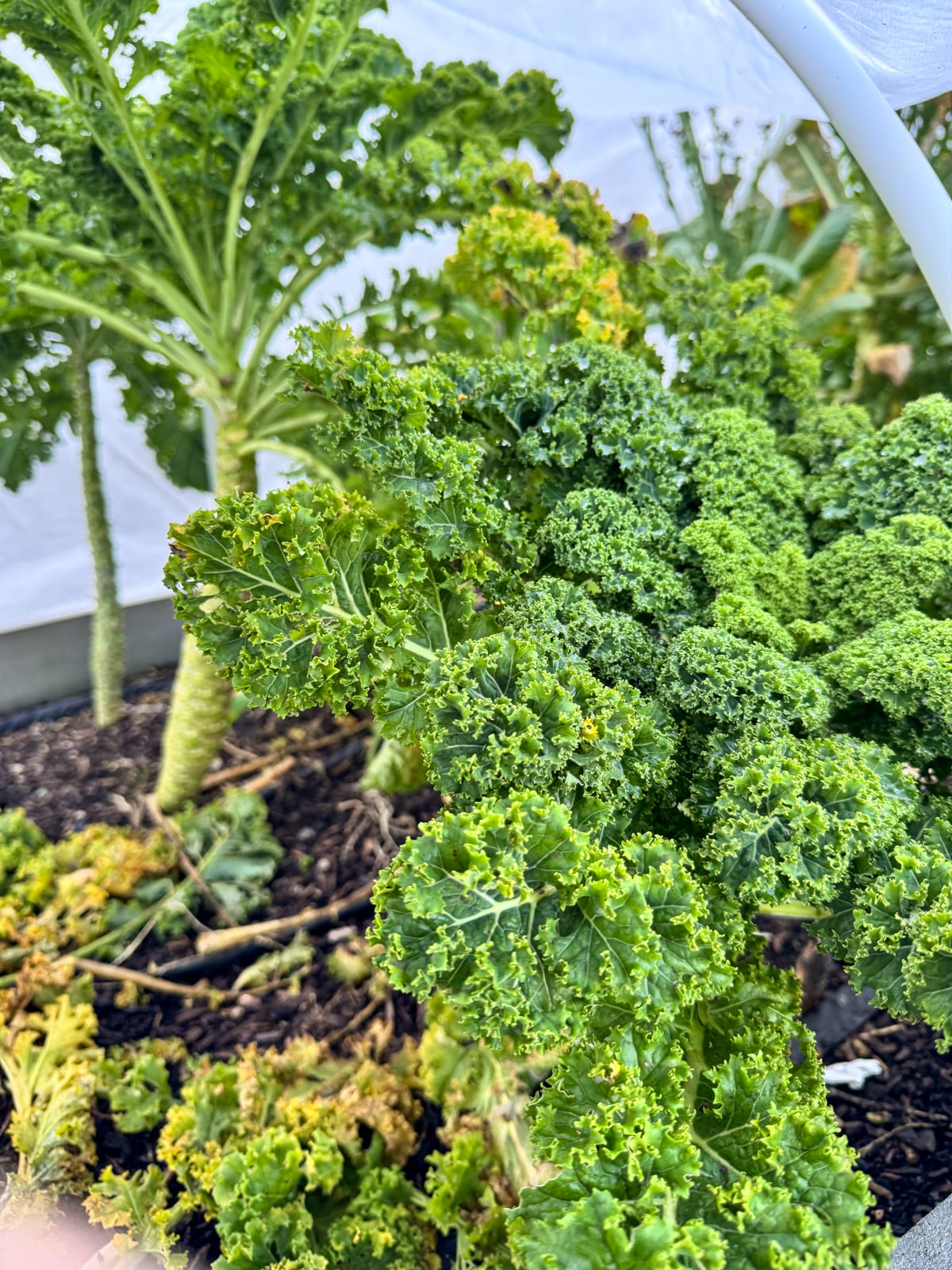 year old kale still growing in January
