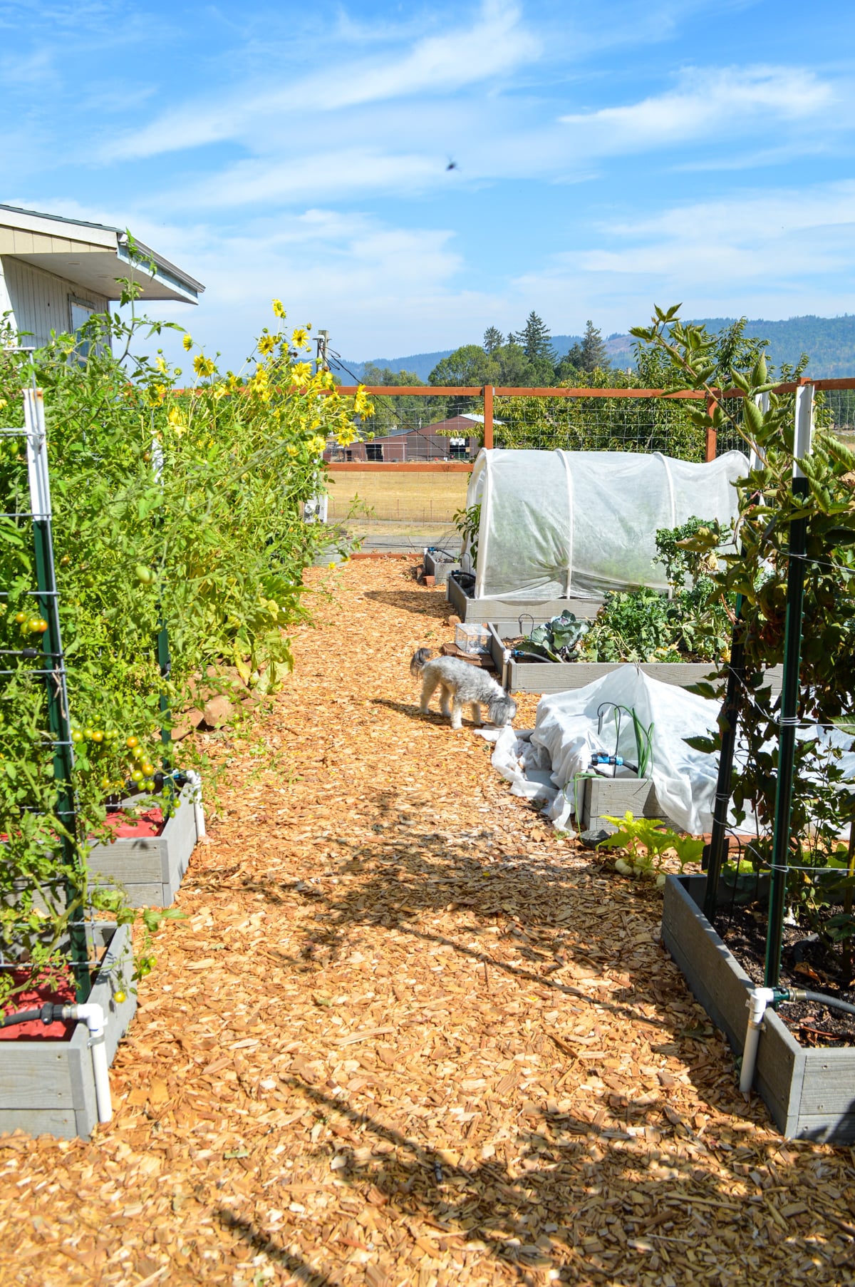 freshly laid wood chip garden paths
