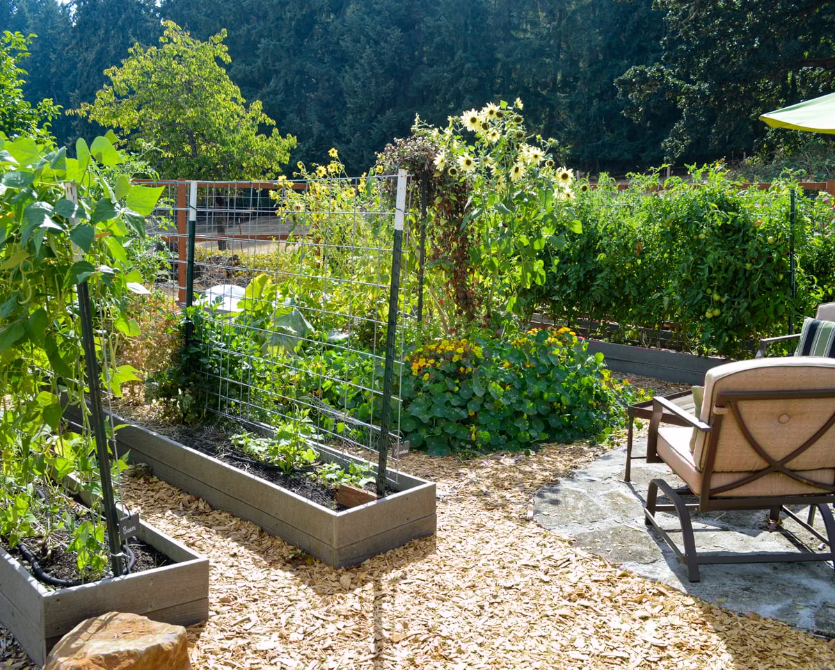 raised bed veg garden wood chip paths