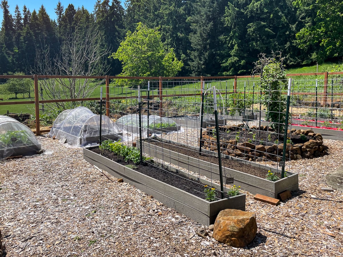 early spring vegetable garden wood chip paths