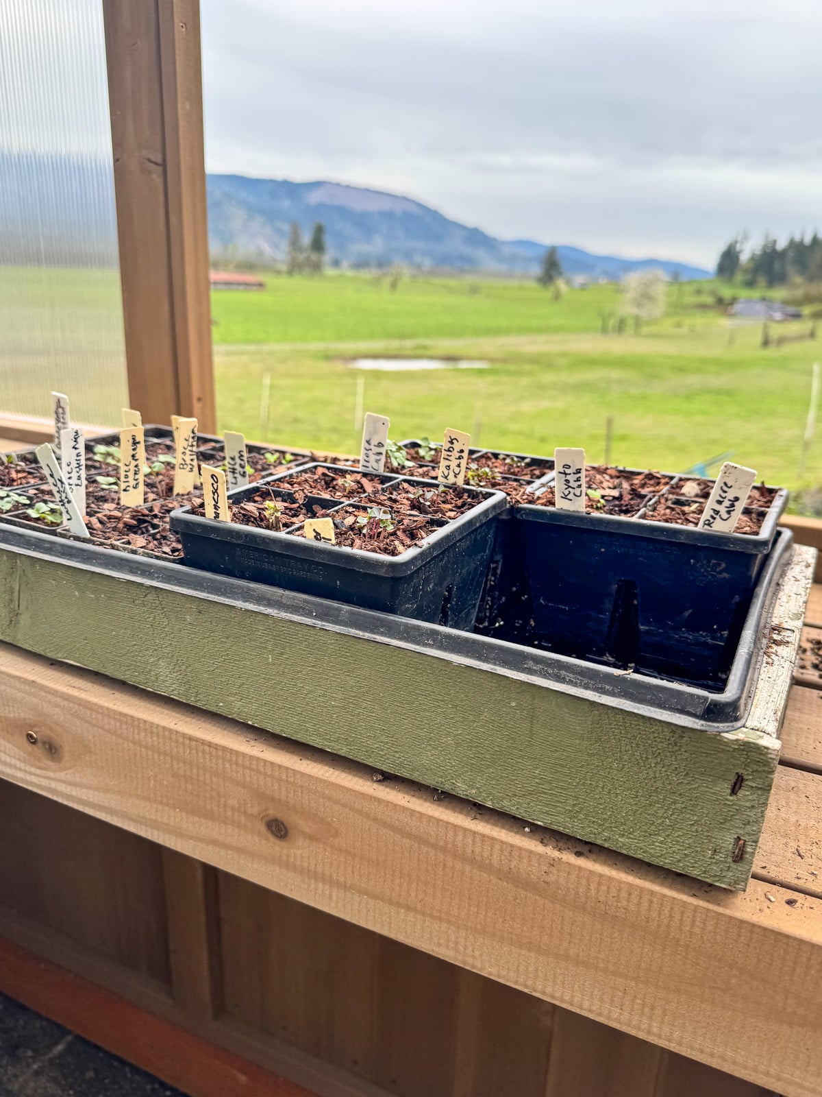 seedlings and view from greenhouse