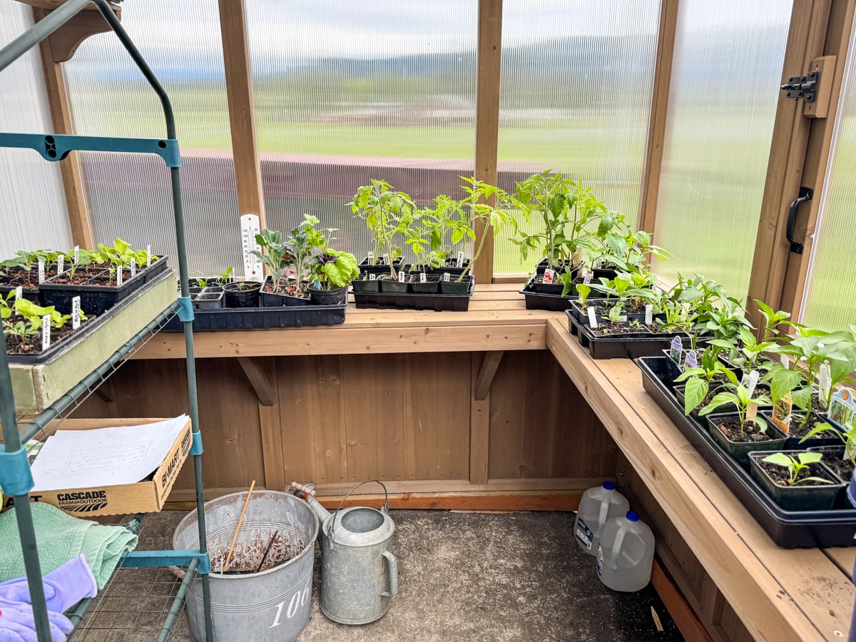 greenhouse shelves with seedlings