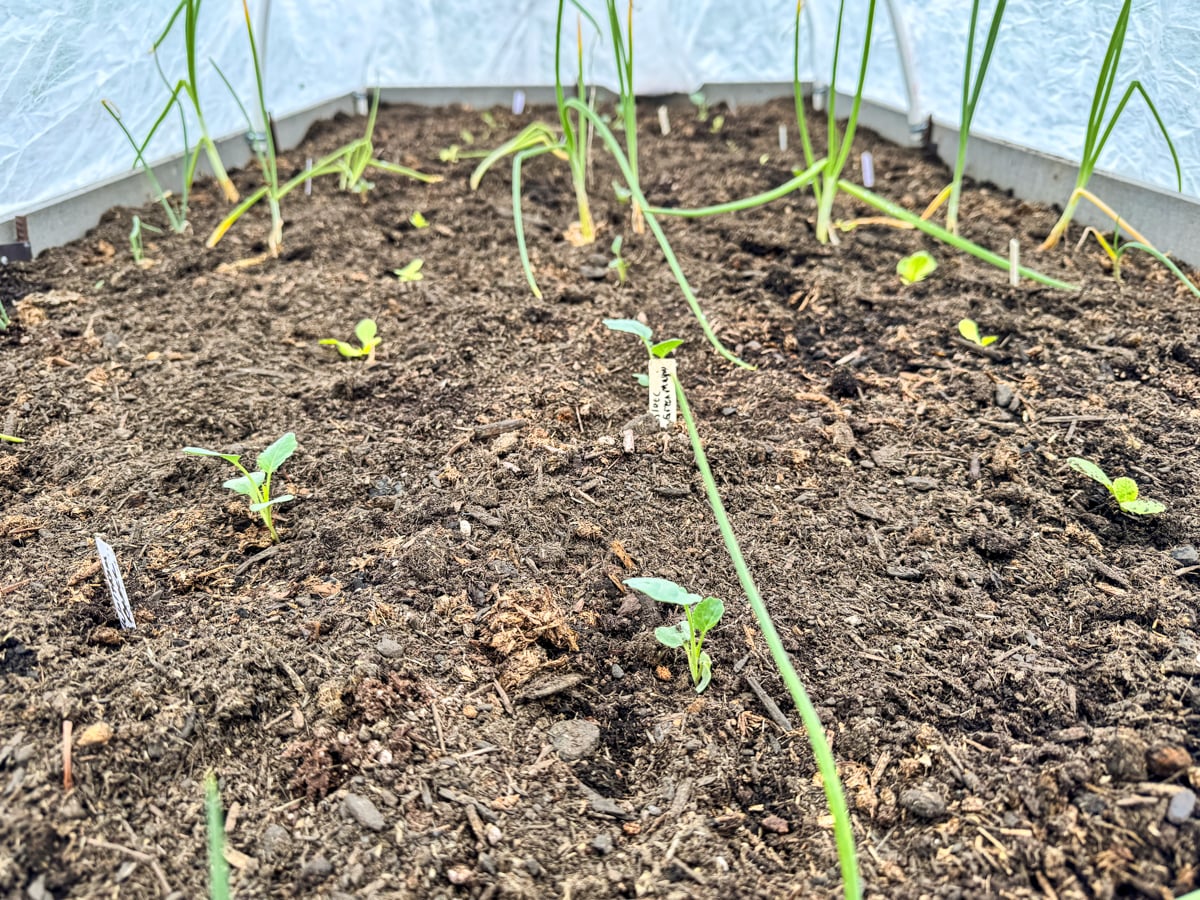 broccoli, cabbage, onions planted in raised bed