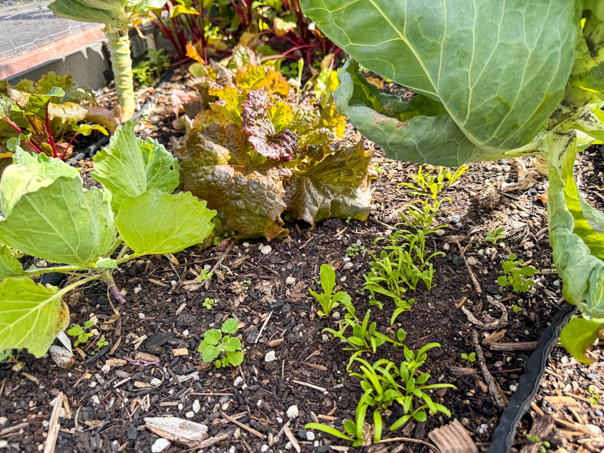 fall spinach seedlings and growing lettuce