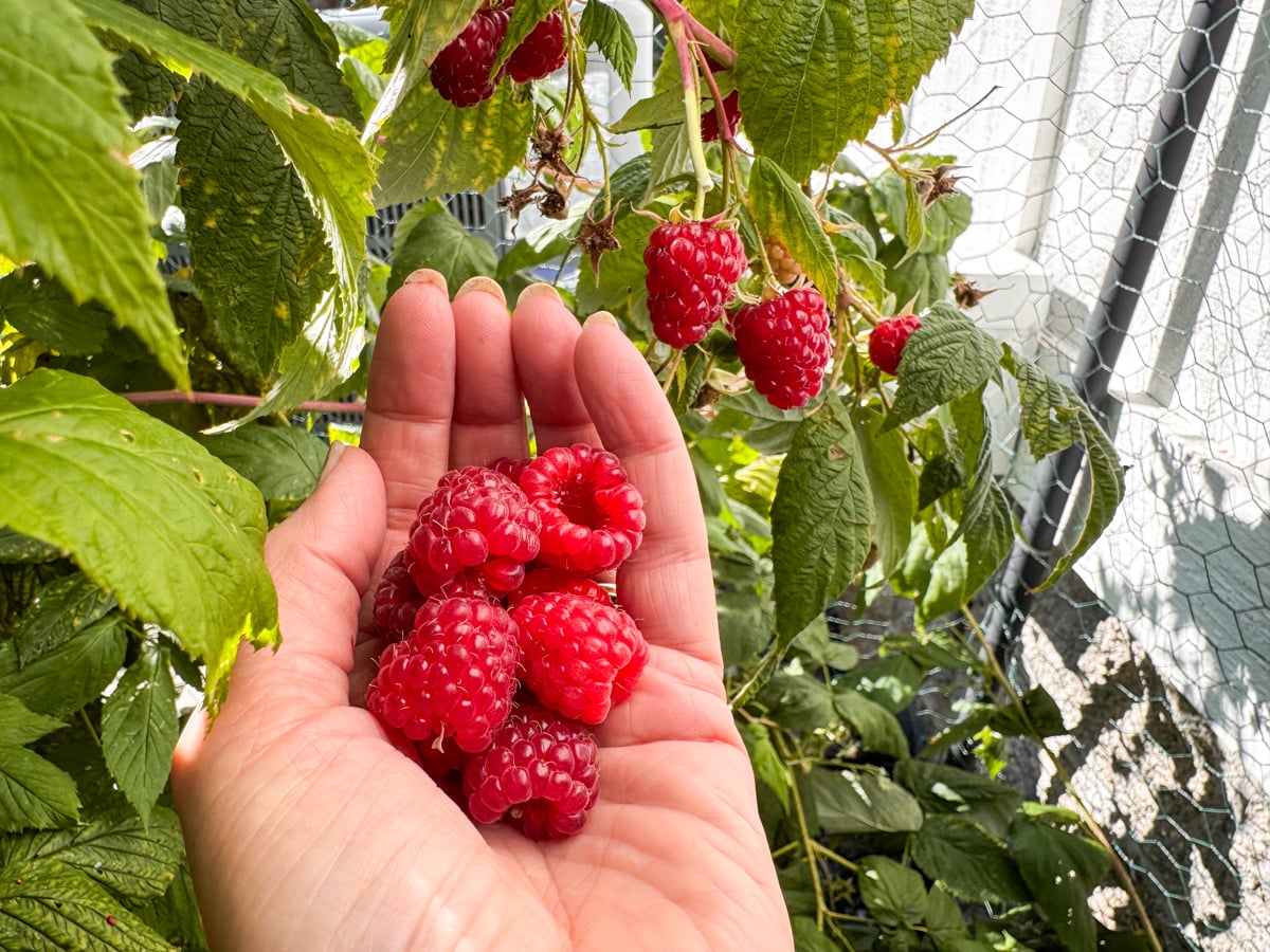 picking fall raspberries